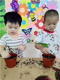 2019 一盆变十盆