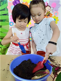 2019 一盆变十盆