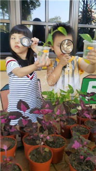 2019 一盆变十盆