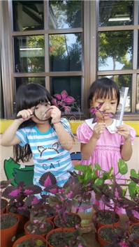 2019 一盆变十盆