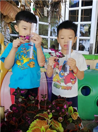 2019 一盆变十盆