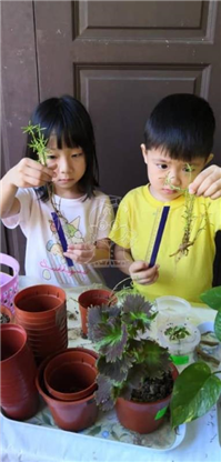 2019 一盆变十盆