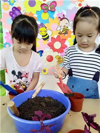 2019 一盆变十盆