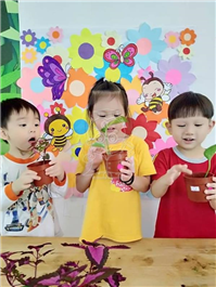 2019 一盆变十盆