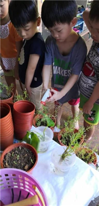 2019 一盆变十盆