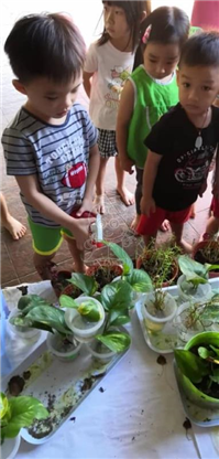 2019 一盆变十盆