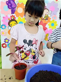 2019 一盆变十盆