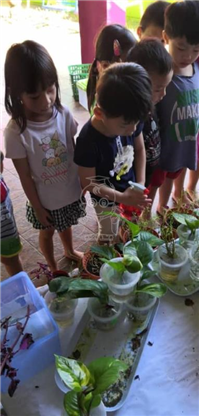 2019 一盆变十盆